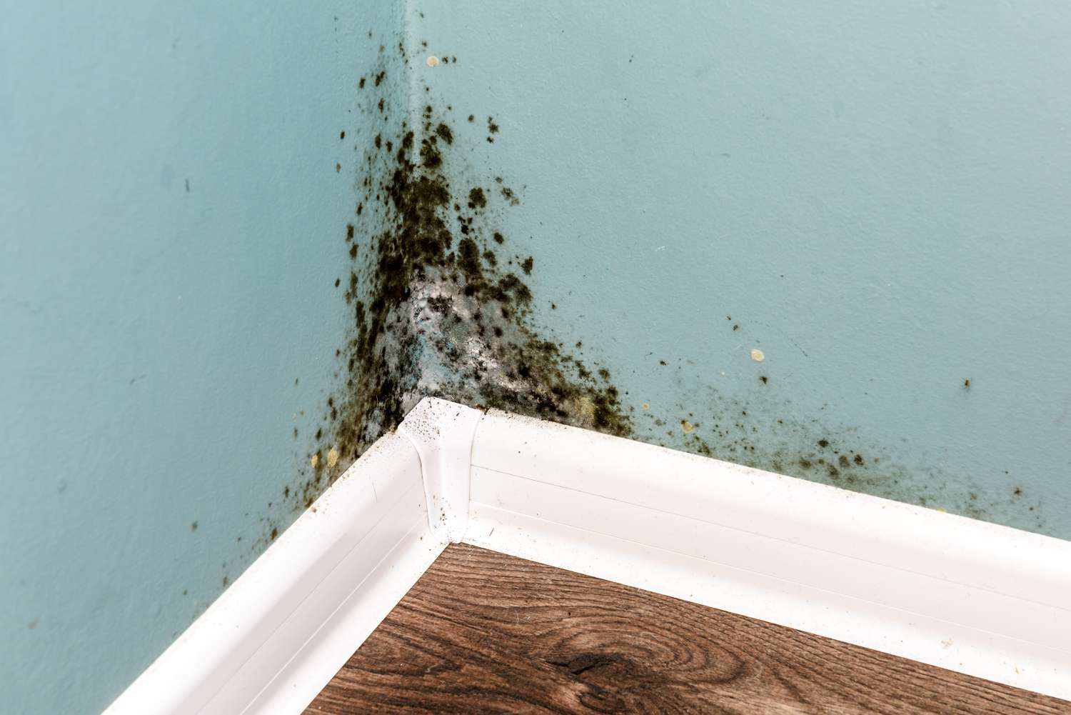 mold in room